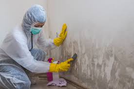 Mold Odor Removal Services in Golden, CO